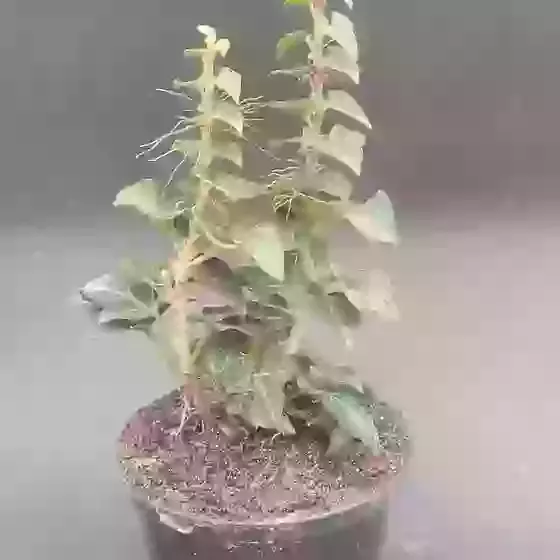Hedera helix 'Erecta' Bush Ivy